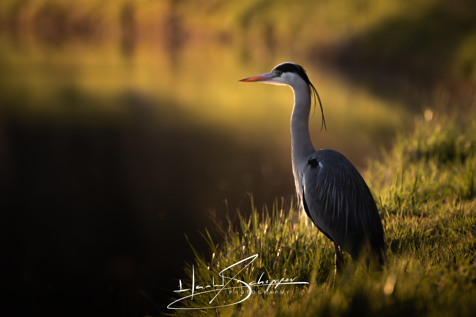 Een blauwe reiger staat waakzaam in het avondlicht. A Grey Heron (Ardea cinerea) stands alert in the golden evening light.